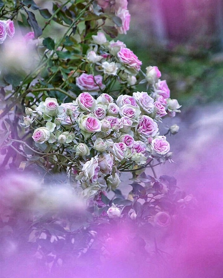 For all my dear friends ❤️❤️❤️