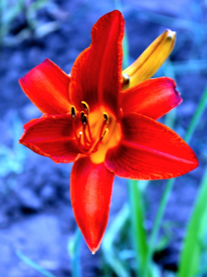 Red lilie