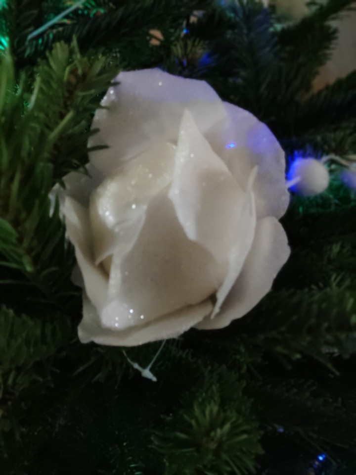 Noël rose