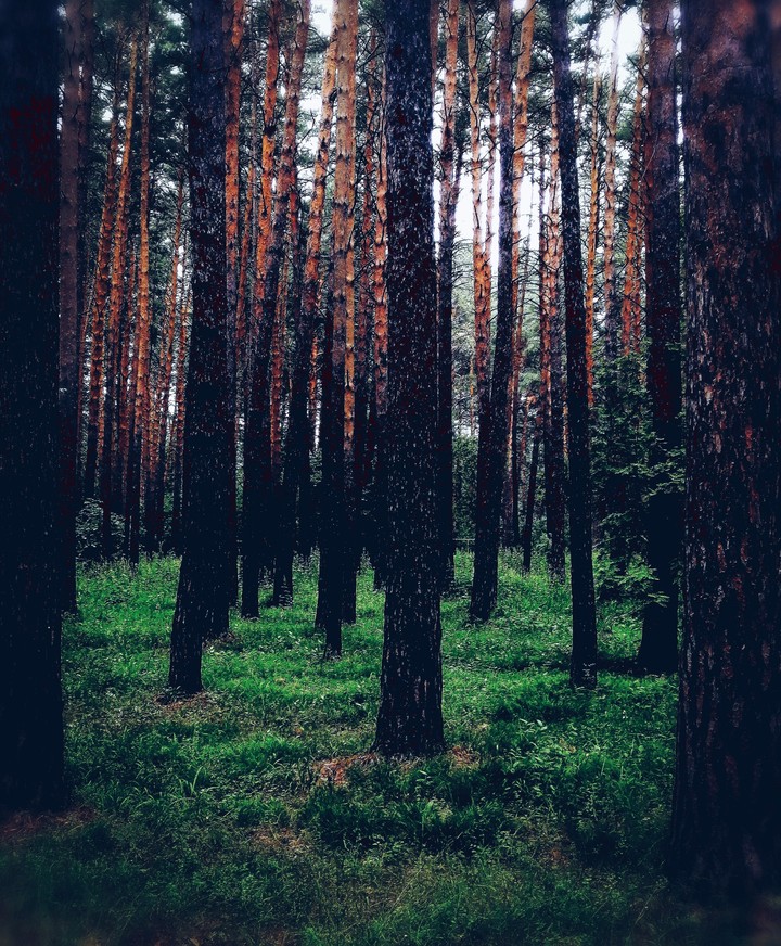 My favorite forest...