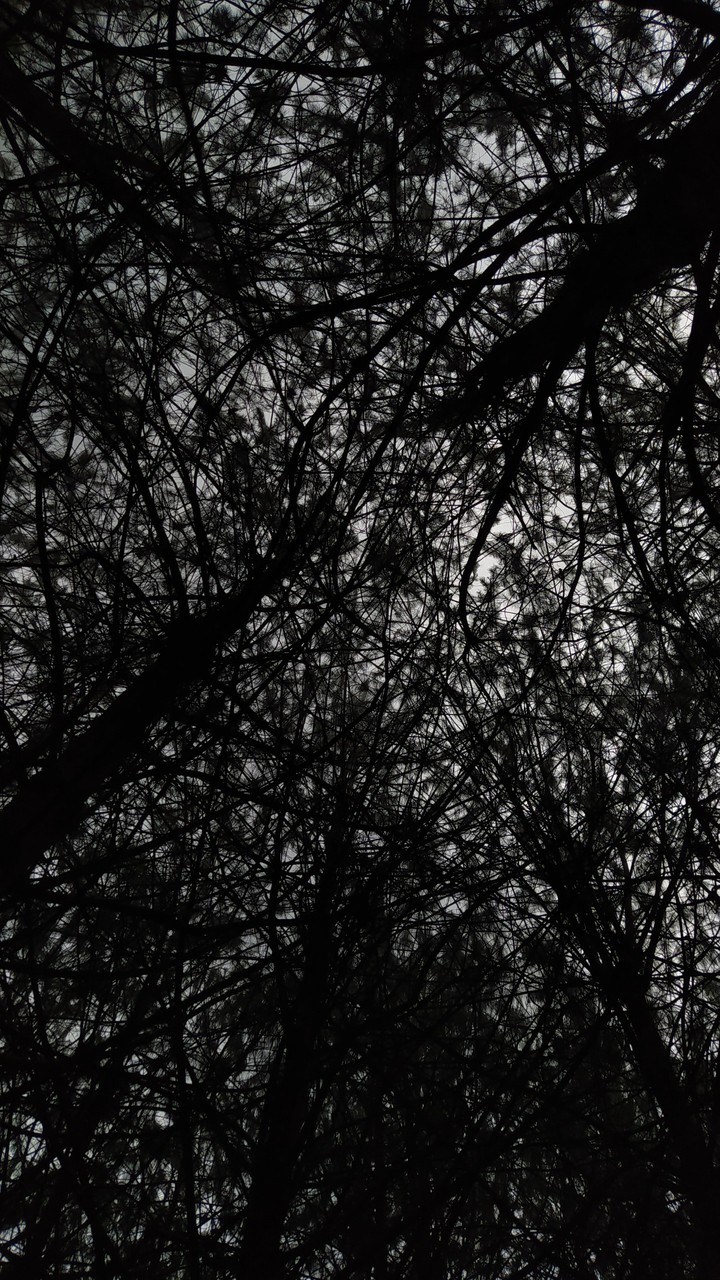 Trees