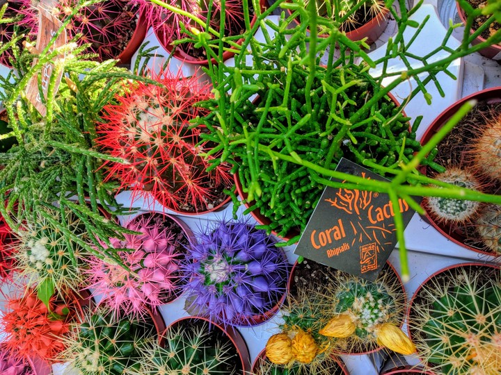 Cactus