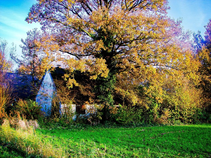 big tree