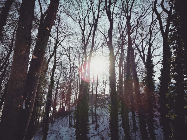 wood