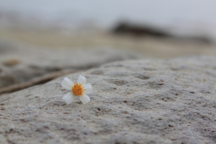 The beach