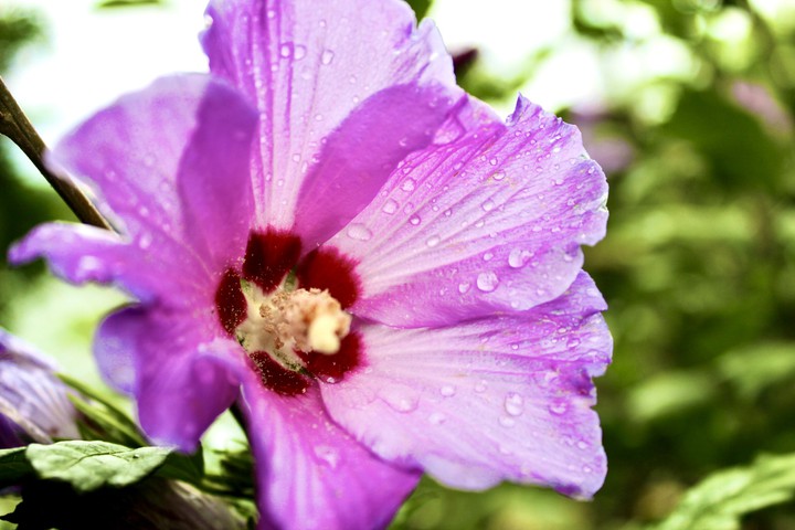 Flower after summer rain