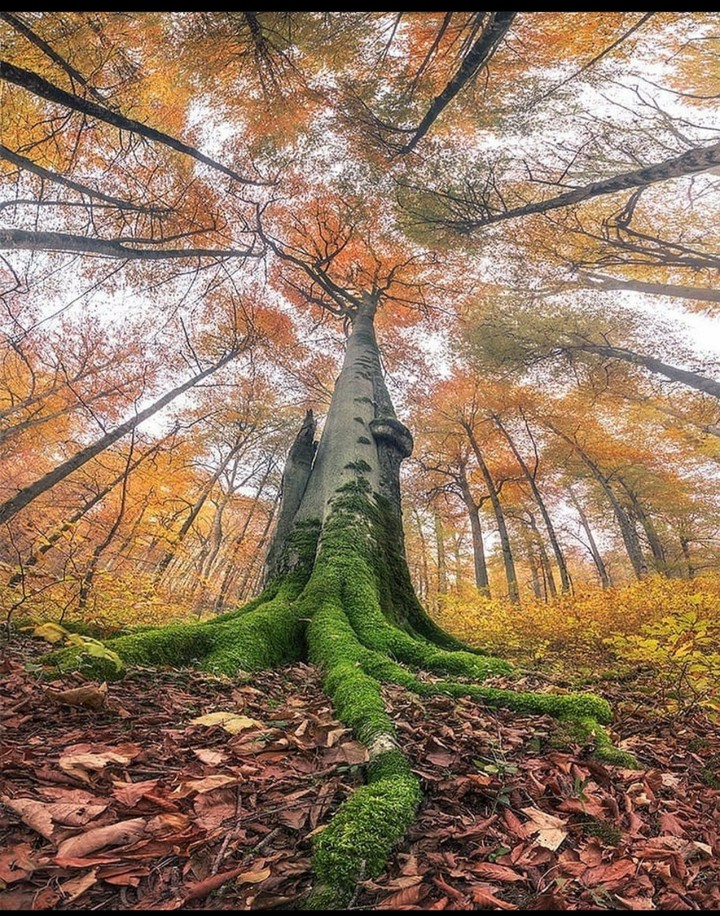amazing picture