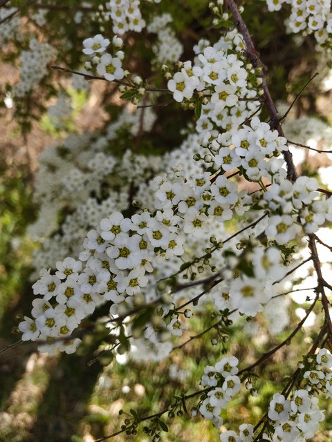 tree, Blossom वॉलपेपर