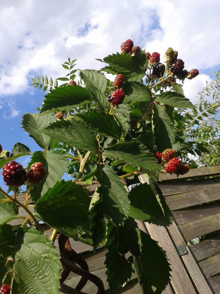 beeren