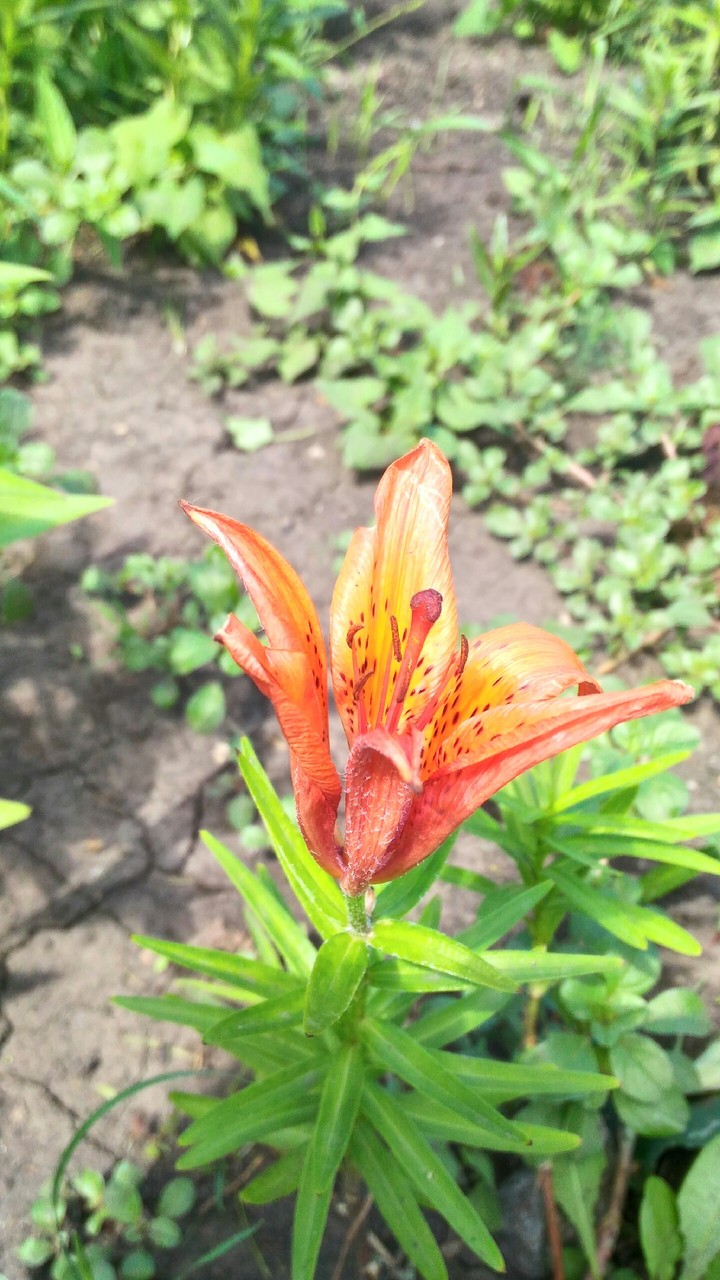 Flower