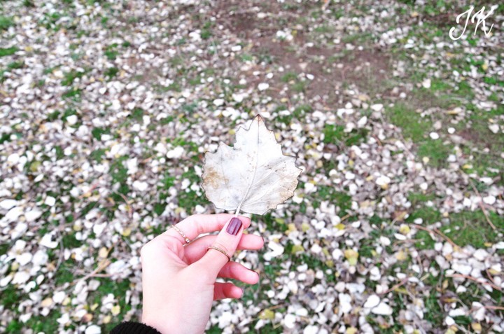 white leaf