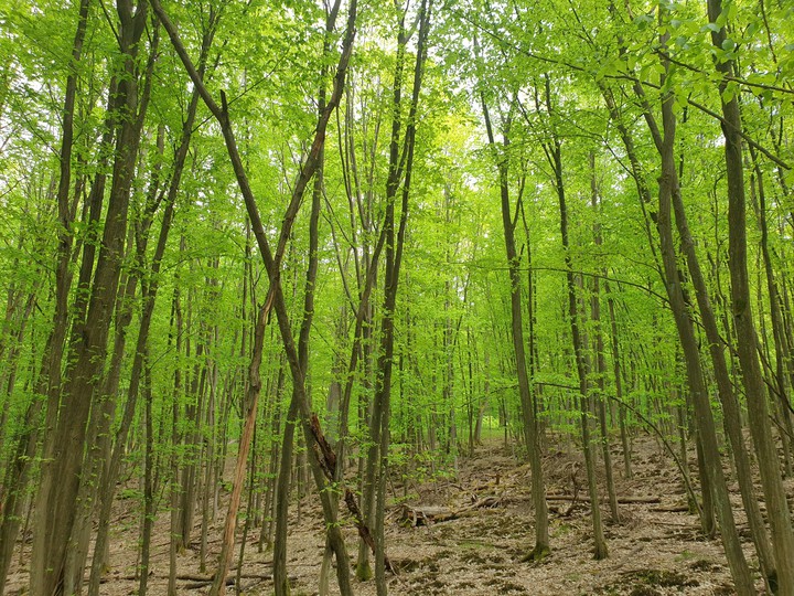 Wald