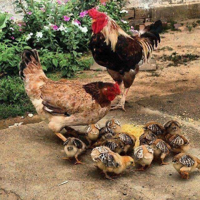 Para todos vocês meus amigos.