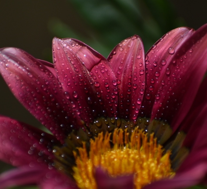 Dew