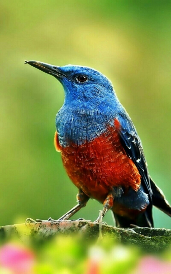 bird