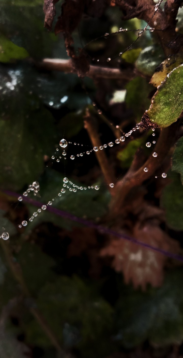dewdrops line
