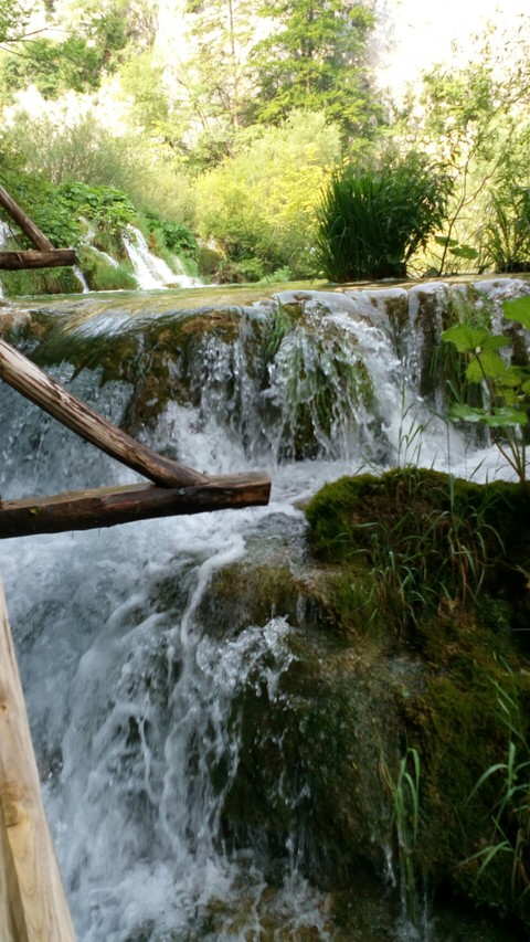 rainforest, watercourse壁纸