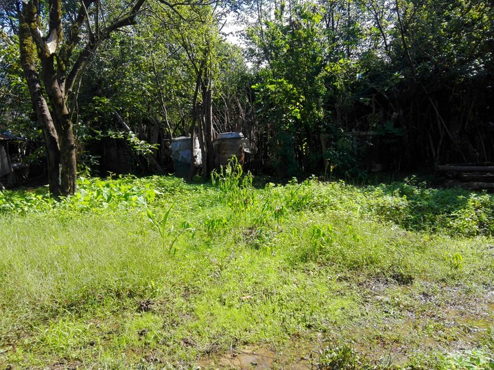 My grandmother yard