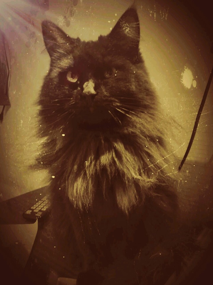 MARGO