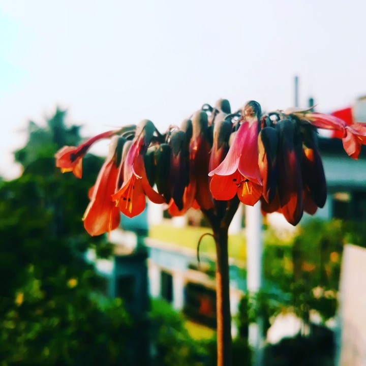 flower