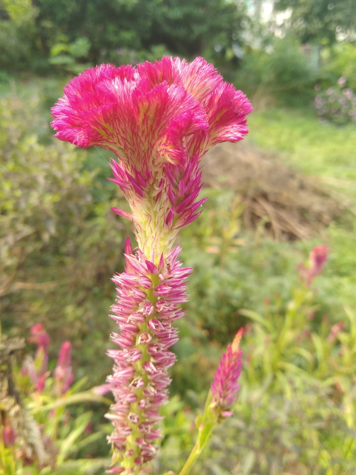 My yesterdays Click ~_~