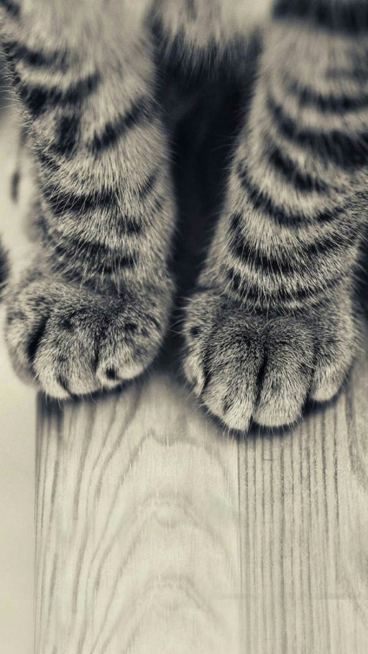 Kitty