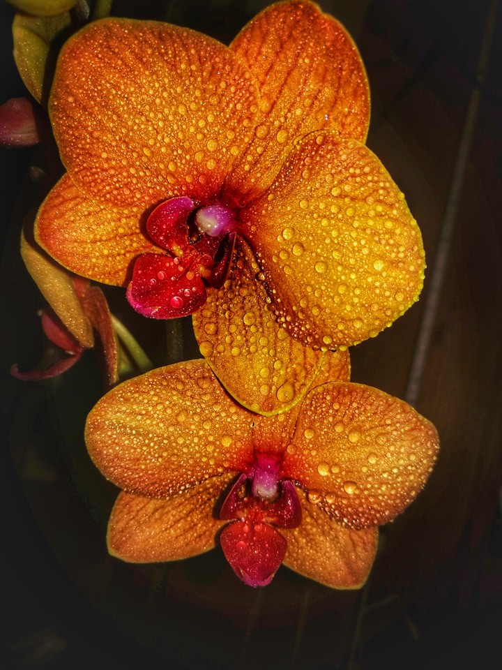 Orchidea