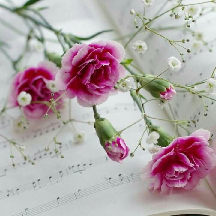 Pink Blossoms