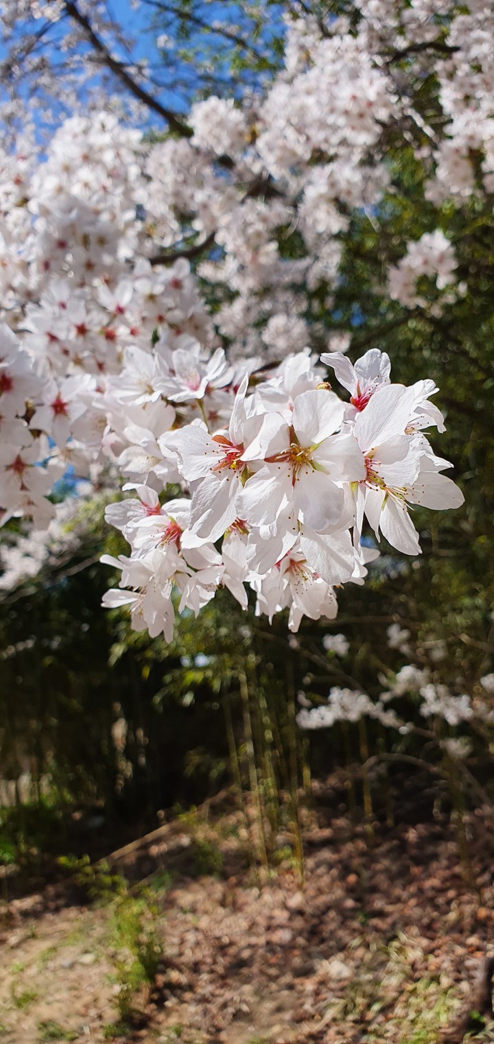 cherry blossom