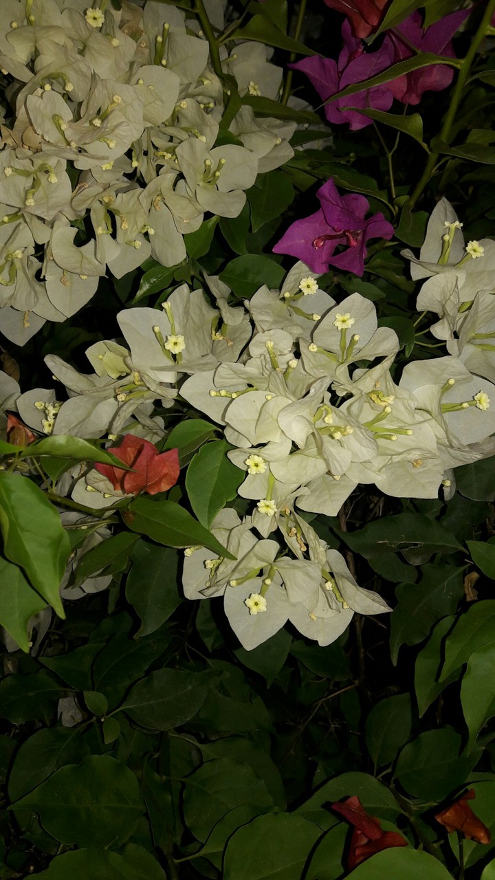 flower