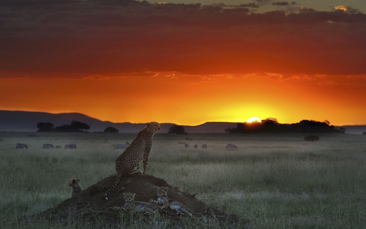 Wildlife