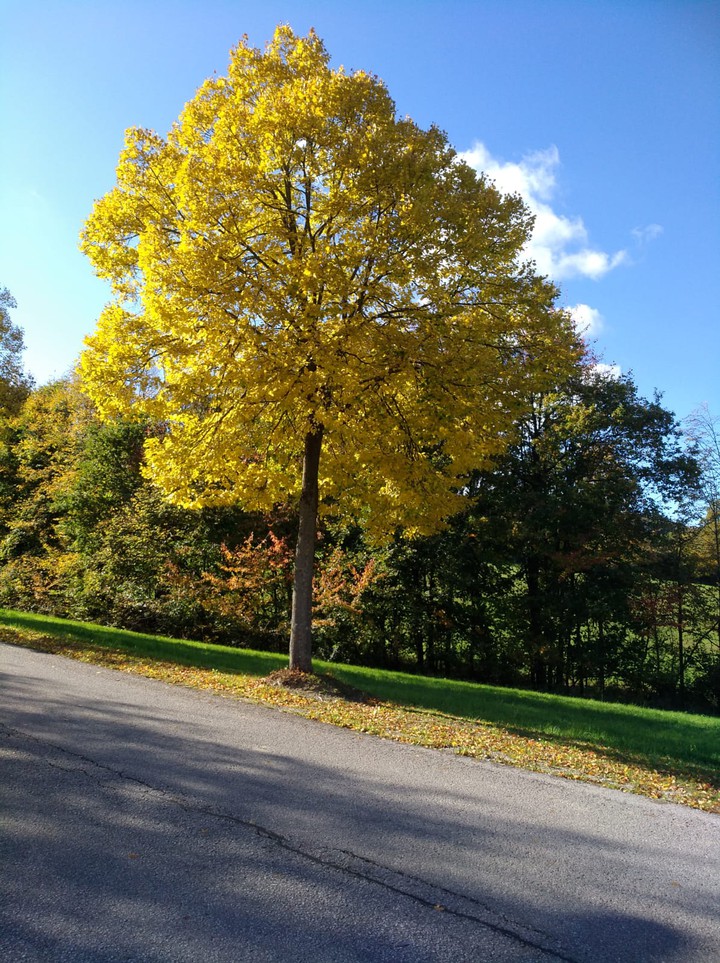 Herbst