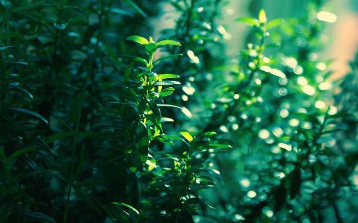 plant