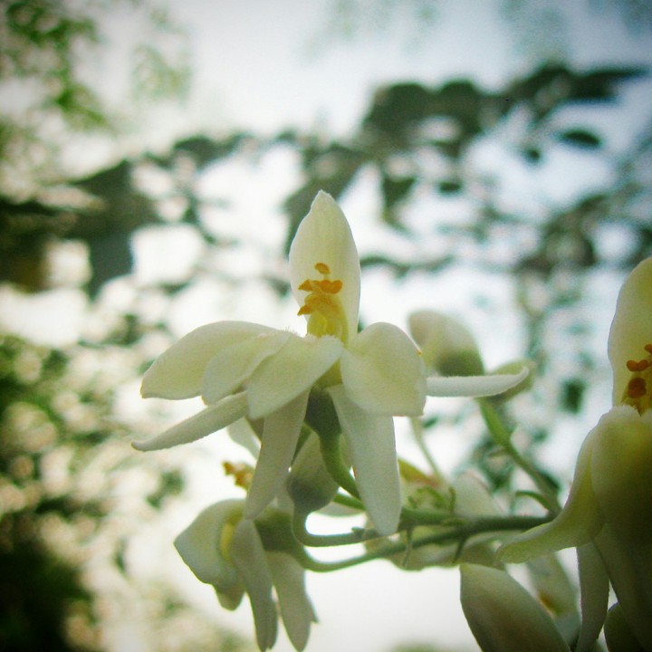 white flowers