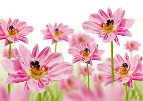 Pink Flowers