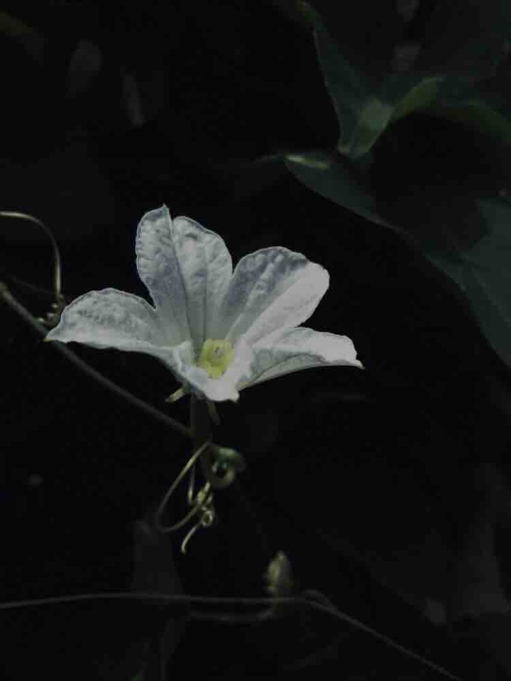 blossom
