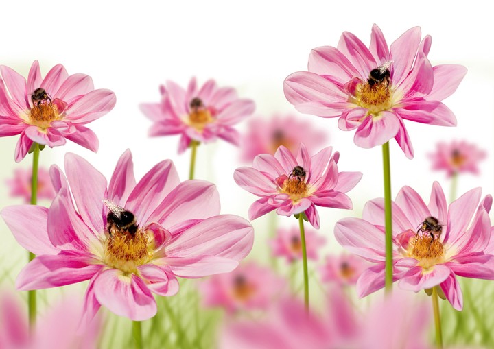Pink Flowers