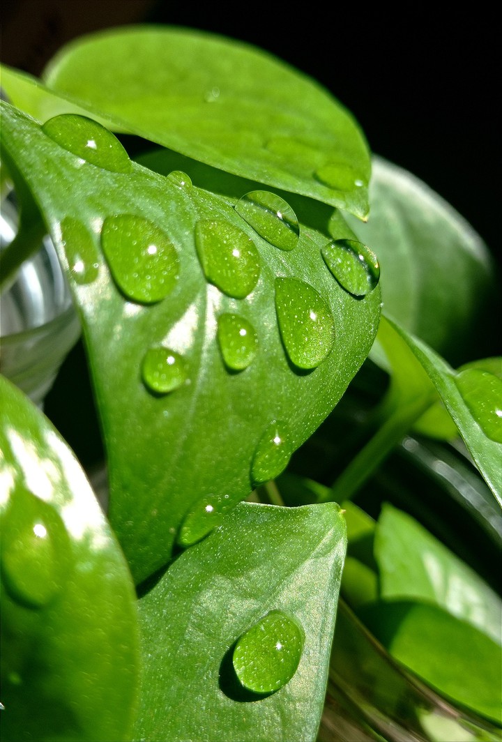 leaves