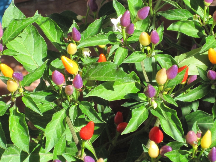 Chiles
