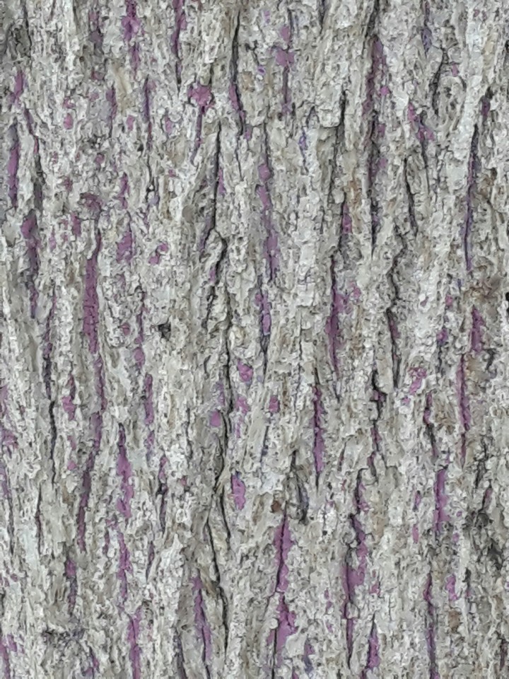 Tree Close-up