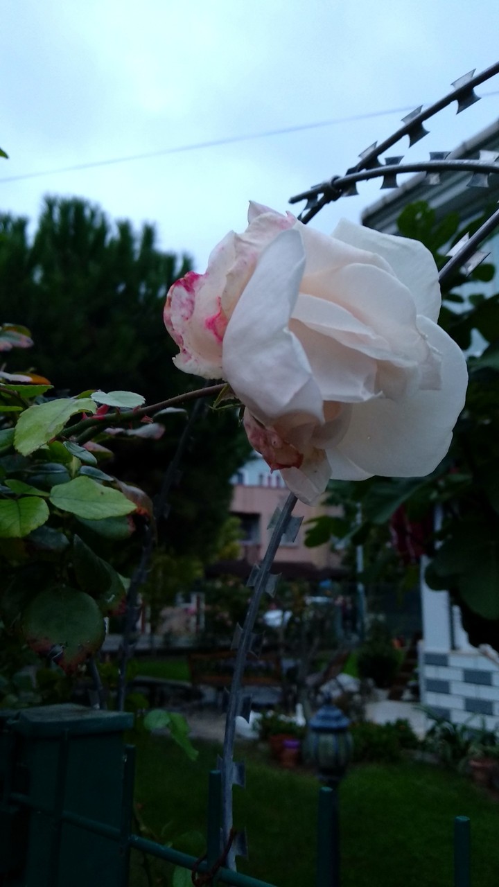 Rose of Dawn