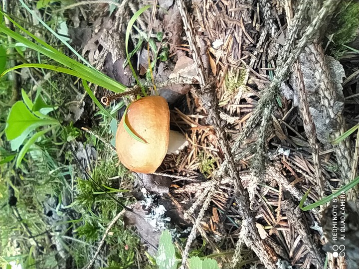 mushroom?