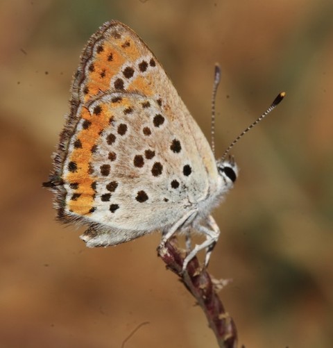 butterfly, arthropod achtergronden