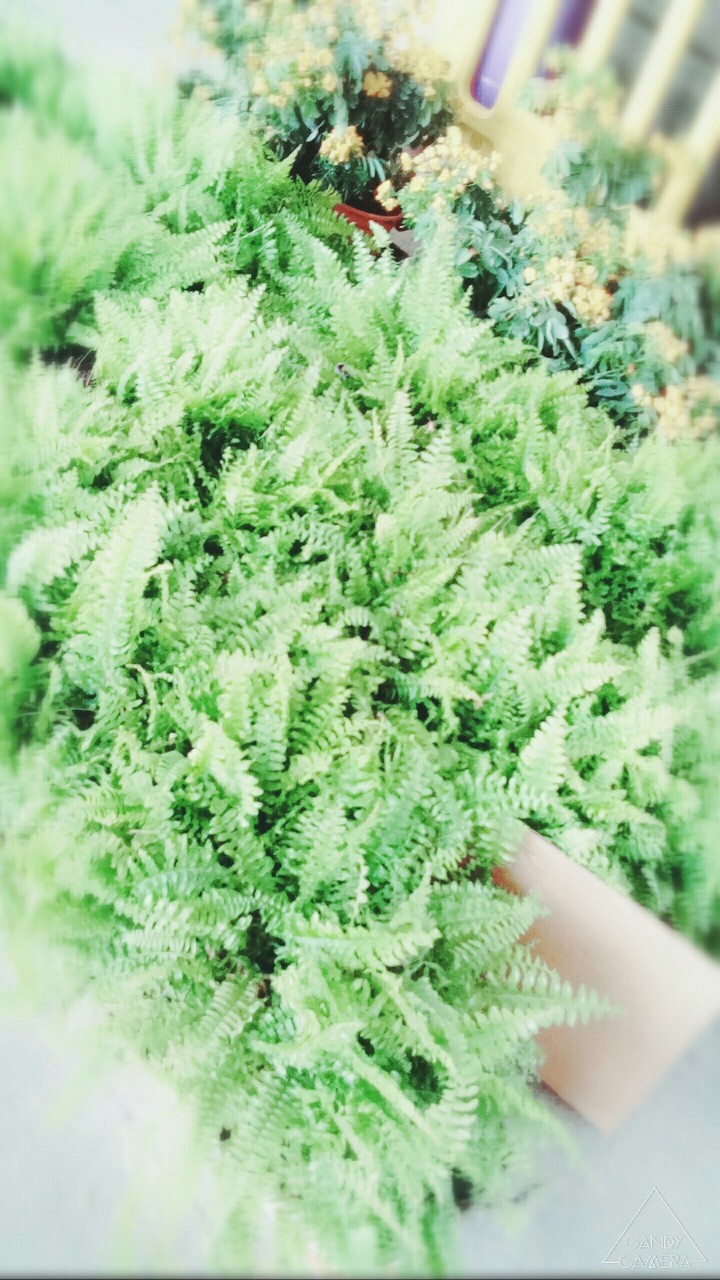 leafs