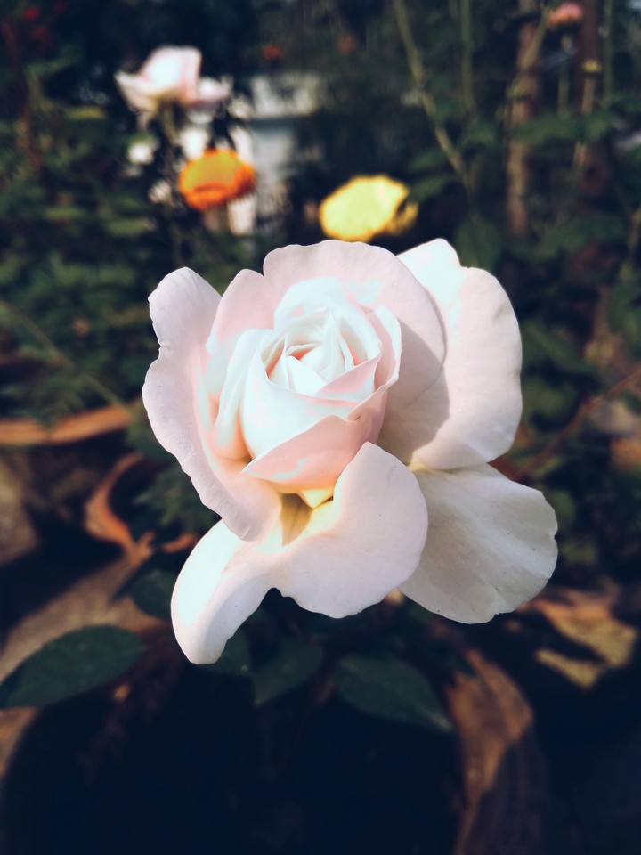 white rose
