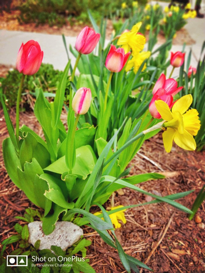 flowers