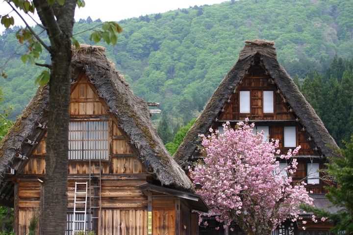 thatched homes and cherry blossoms