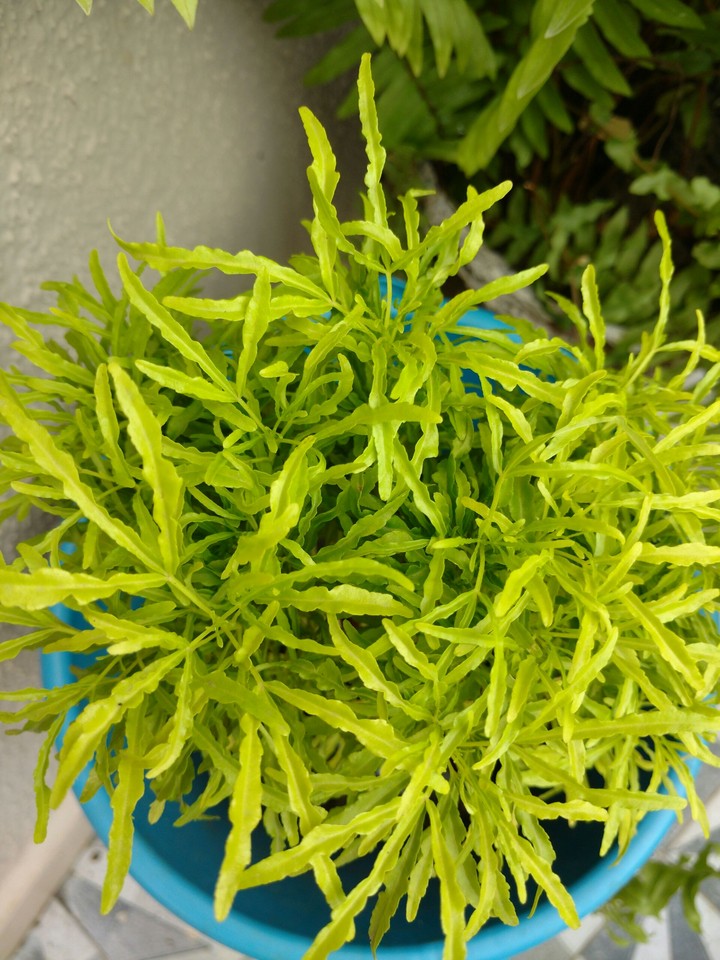 Shrubs