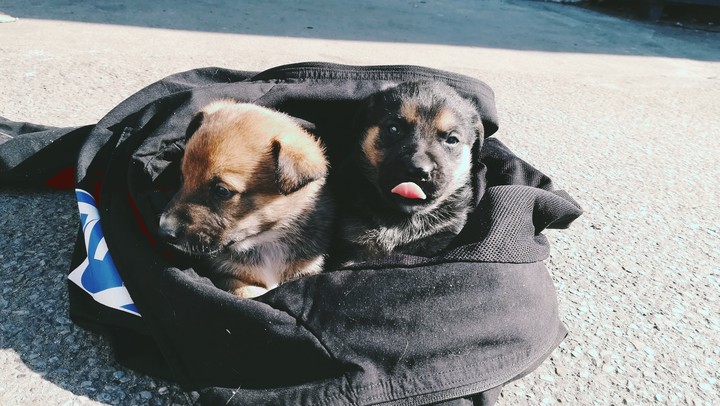 Puppies lovely