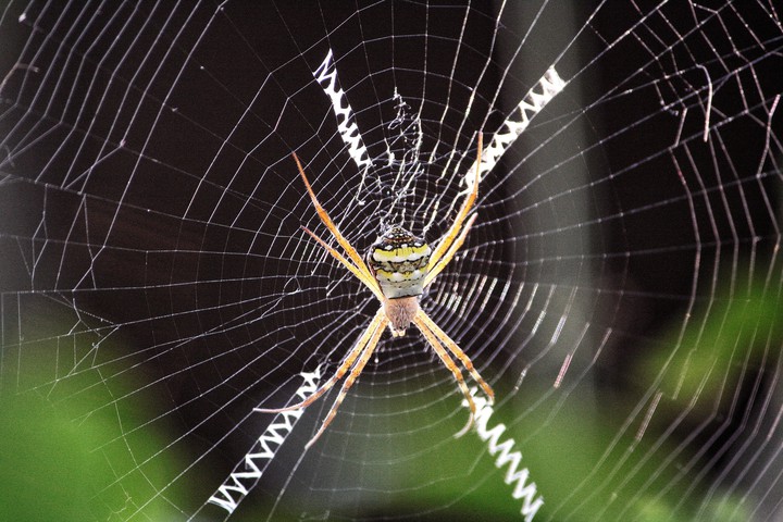 THE WEB